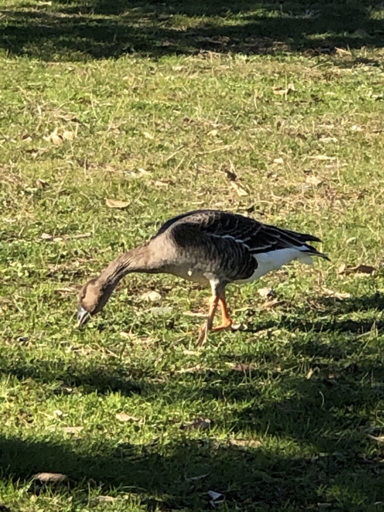 野鳥