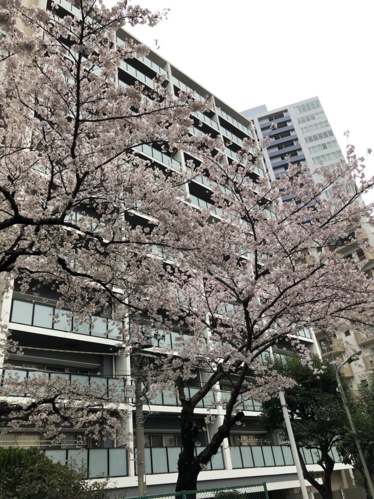 🌸桜