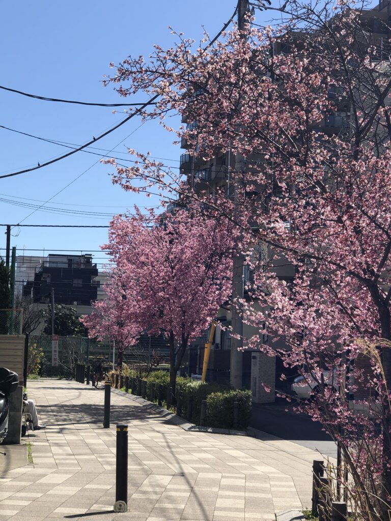 河津桜