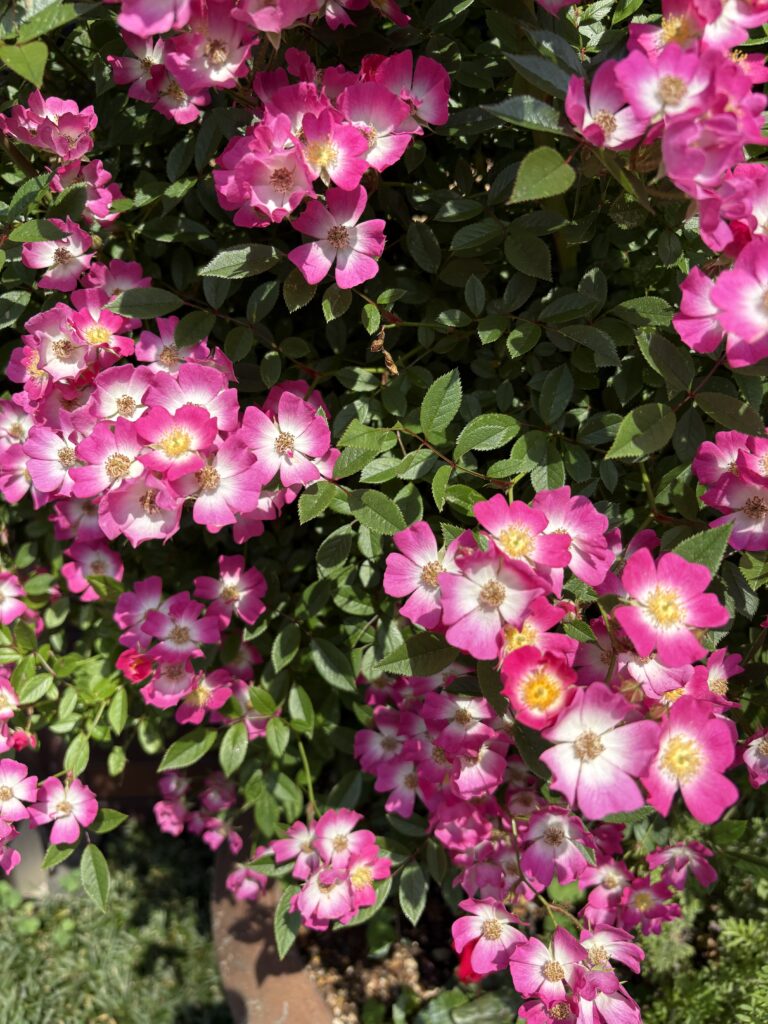 花