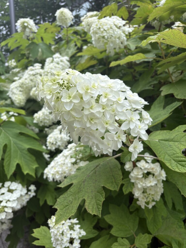 紫陽花